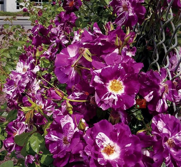 广东十大爬藤月季排名及图片