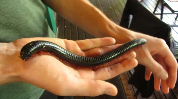 巨型马陆是什么