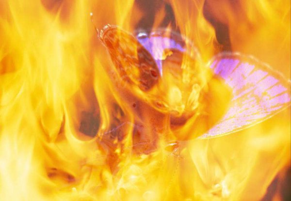 飞蛾扑火的寓言故事