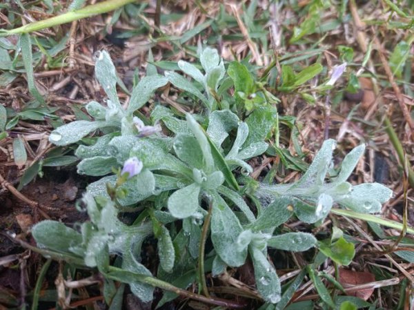 做青团的野菜叫什么