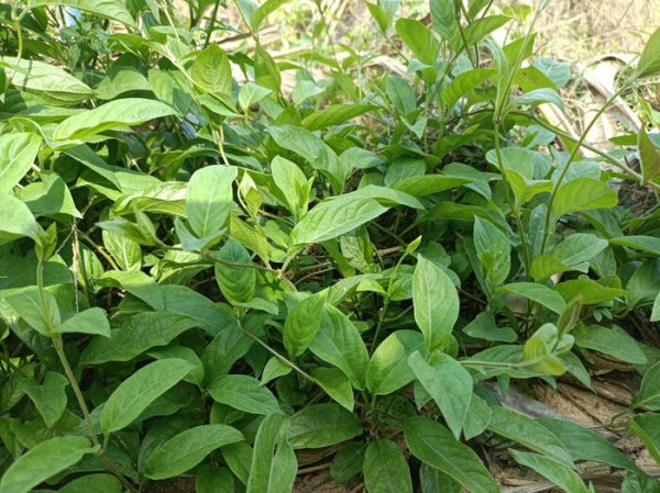 做青团的野菜叫什么