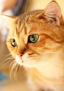 怎么判断猫咪还有多久生 猫咪要生的时候预兆