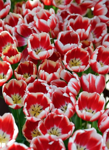 郁金香原产地是哪个国家