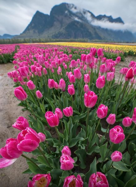 郁金香原产地是哪个国家