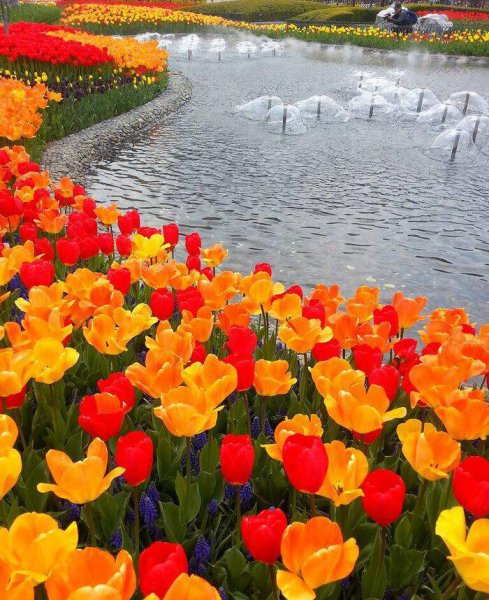 郁金香原产地是哪个国家