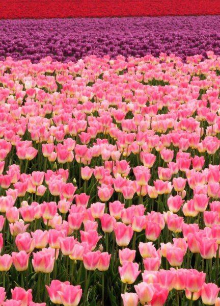 郁金香原产地是哪个国家