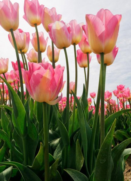 郁金香原产地是哪个国家