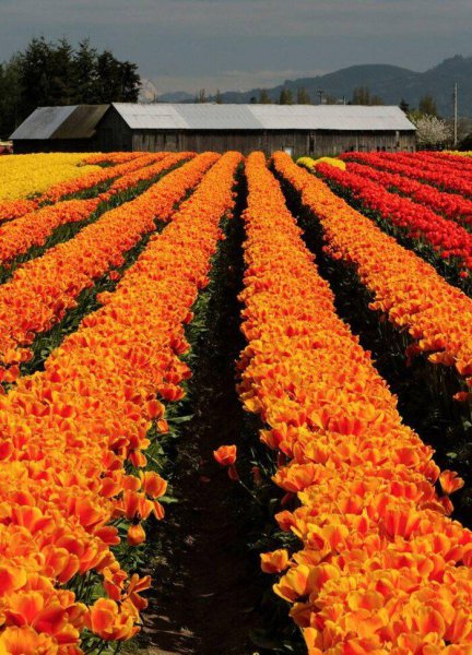 郁金香原产地是哪个国家