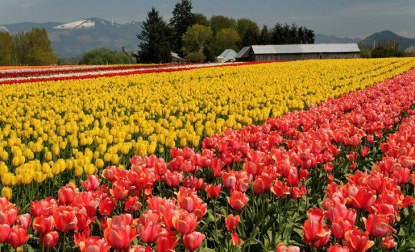 郁金香原产地是哪个国家