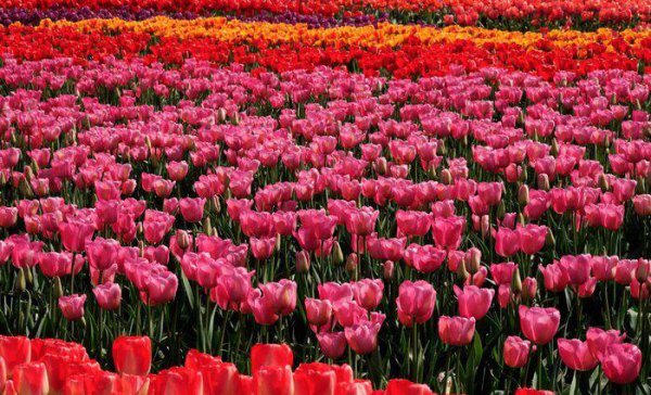 郁金香原产地是哪个国家