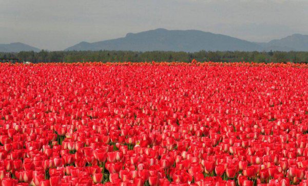 郁金香原产地是哪个国家