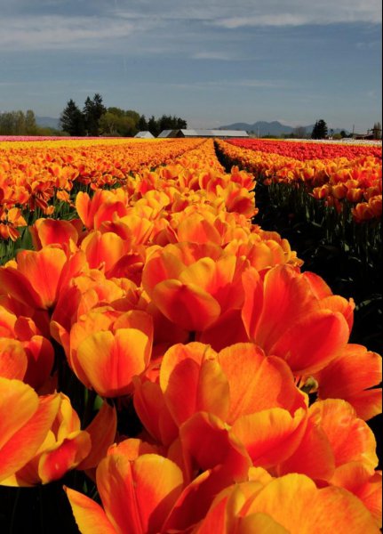 郁金香原产地是哪个国家