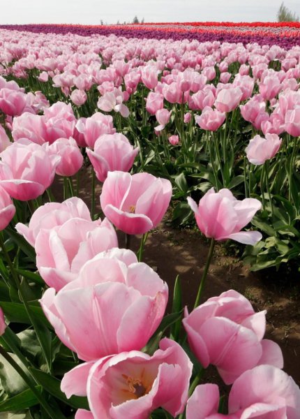 郁金香原产地是哪个国家