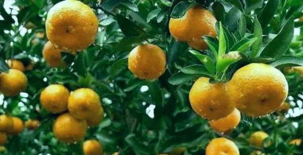 河南属于南方还是北方