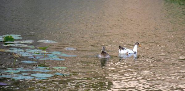 马邑之谋最终获得胜利了吗