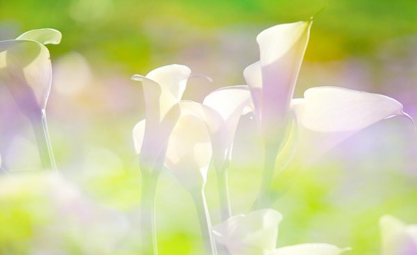 不可得而亲不可得而疏的意思