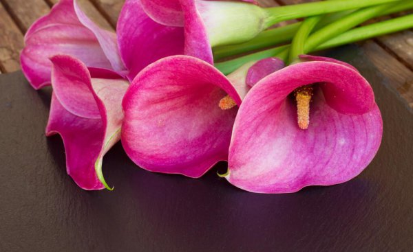 不可得而亲不可得而疏的意思