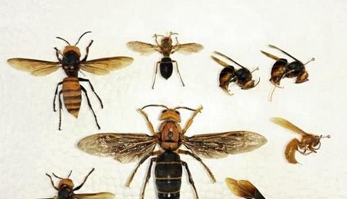 世界上最大的马蜂是什么品种