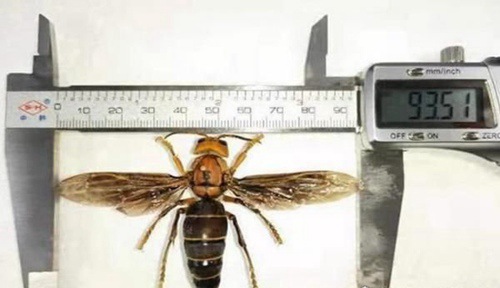 世界上最大的马蜂是什么品种