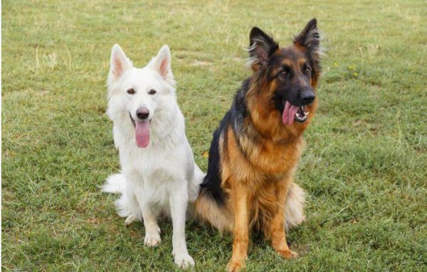 犬类智商排名前十的犬种