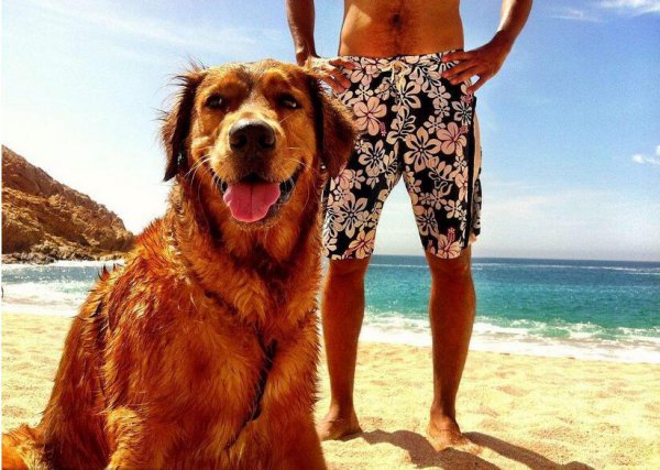 犬类智商排名前十的犬种