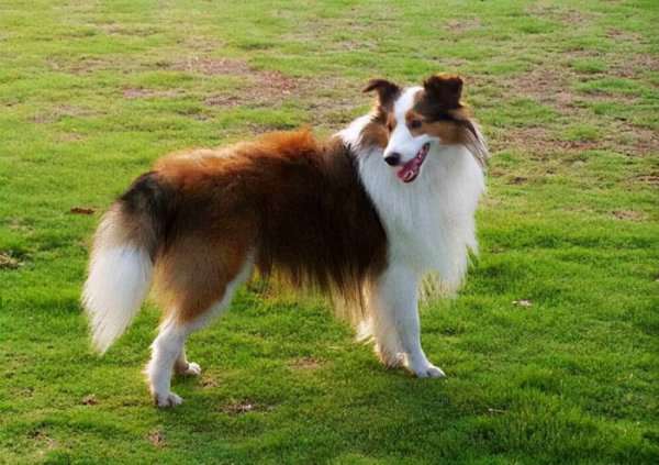 犬类智商排名前十的犬种