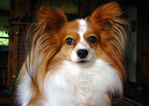 犬类智商排名前十的犬种