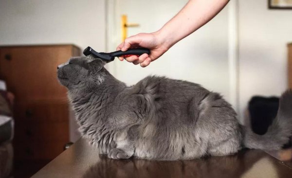 十大适合家养的不掉毛猫