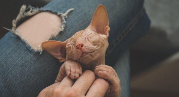 十大适合家养的不掉毛猫