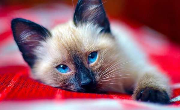 十大适合家养的不掉毛猫