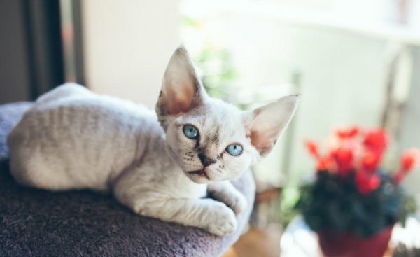 十大适合家养的不掉毛猫