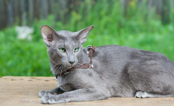 十大适合家养的不掉毛猫