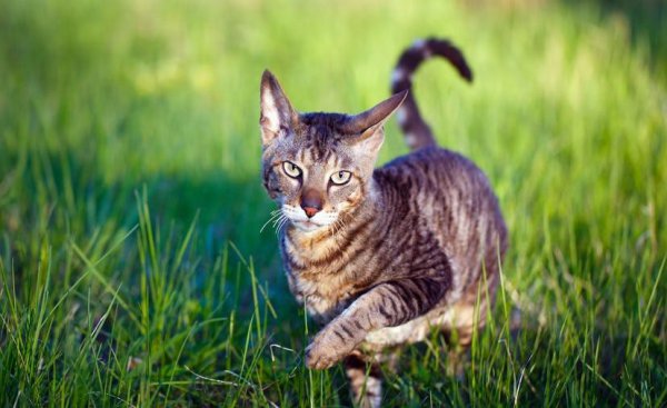 十大适合家养的不掉毛猫