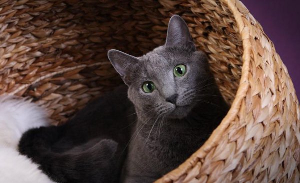 十大适合家养的不掉毛猫