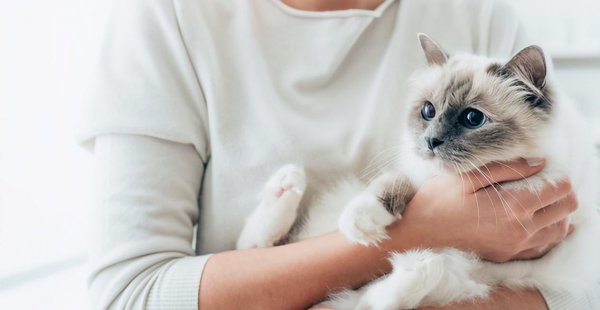 十大适合家养的不掉毛猫