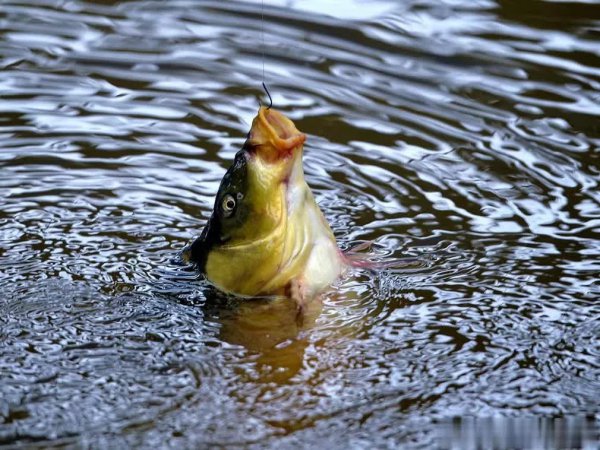 前打竿怎么用使用方法说明