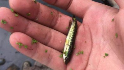 养黑鱼有什么忌讳 家里饲养黑鱼条件及注意事项