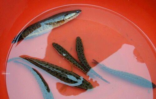 养黑鱼有什么忌讳