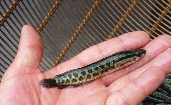 养黑鱼有什么忌讳