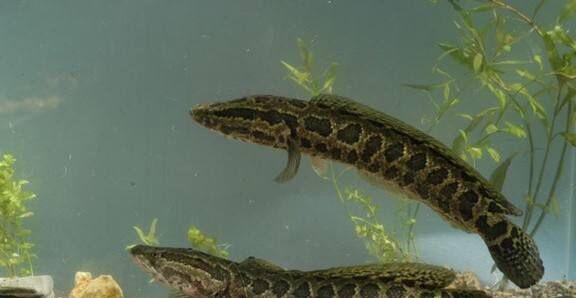 养黑鱼有什么忌讳