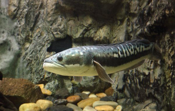 养黑鱼有什么忌讳