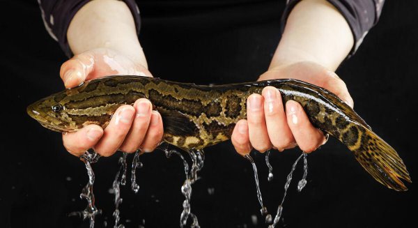 养黑鱼有什么忌讳