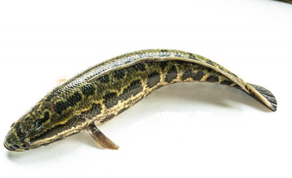 养黑鱼有什么忌讳