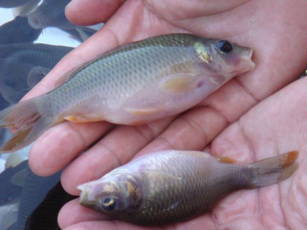 钓小鱼用什么钩比较好