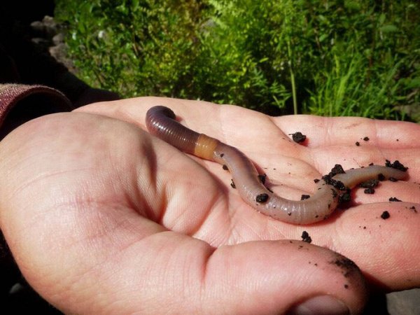 钓黄辣丁用什么打窝比较好