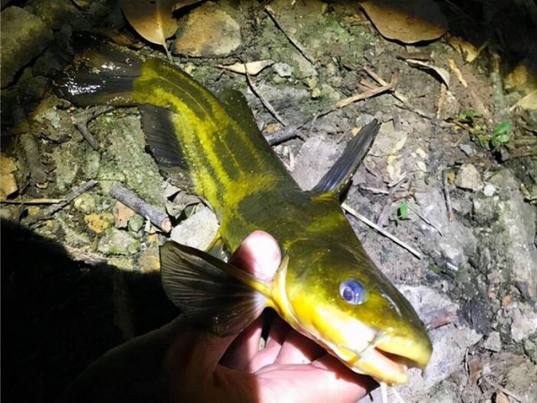 钓黄辣丁用什么打窝比较好