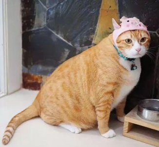 橘猫好养吗 中华田园猫橘猫的性格脾气温顺吗