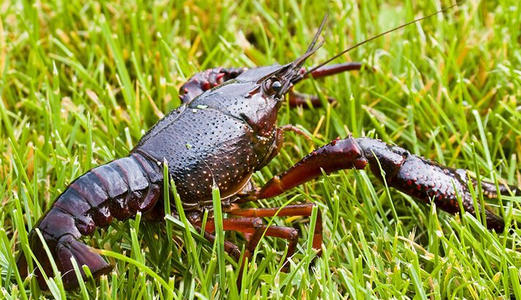 小龙虾养殖一亩投资成本