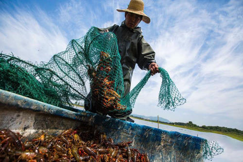 小龙虾养殖一亩投资成本