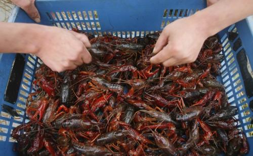 小龙虾养殖一亩投资成本